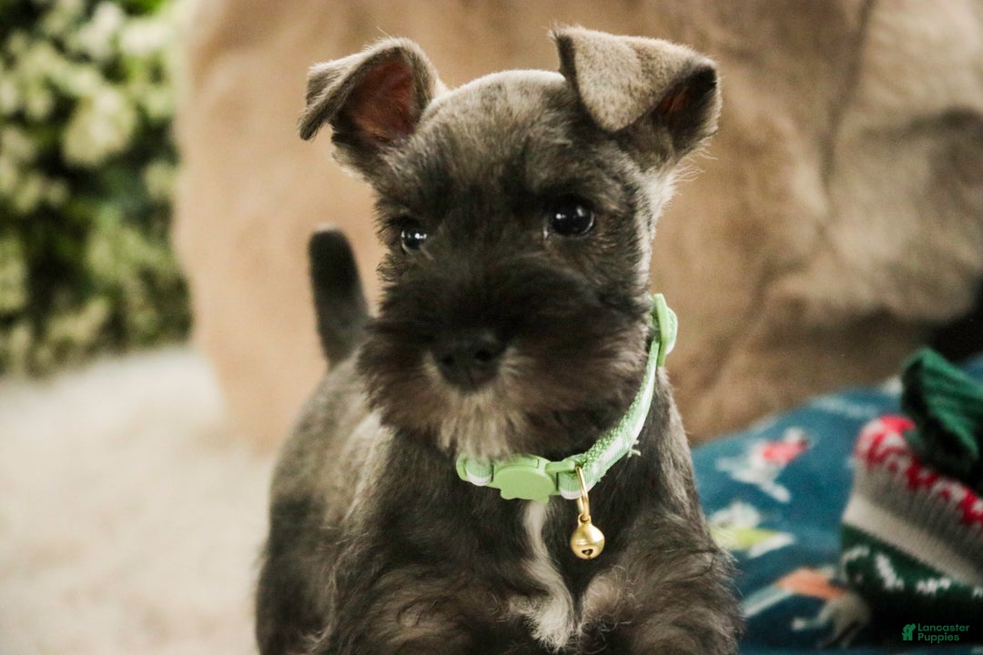 Miniature Schnauzer dogs for sale: Miles - Ad 7
