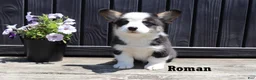 Welsh Corgi Pembroke dogs for sale: Rory - Ad 6
