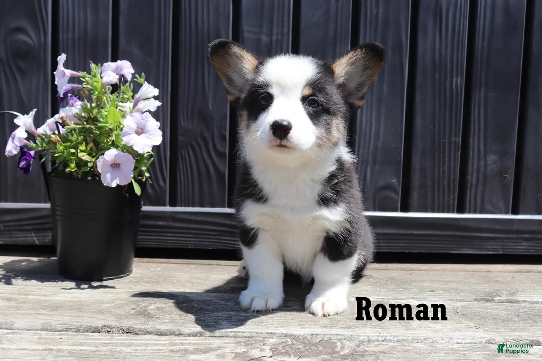 Welsh Corgi Pembroke dogs for sale: Rory - Ad 6