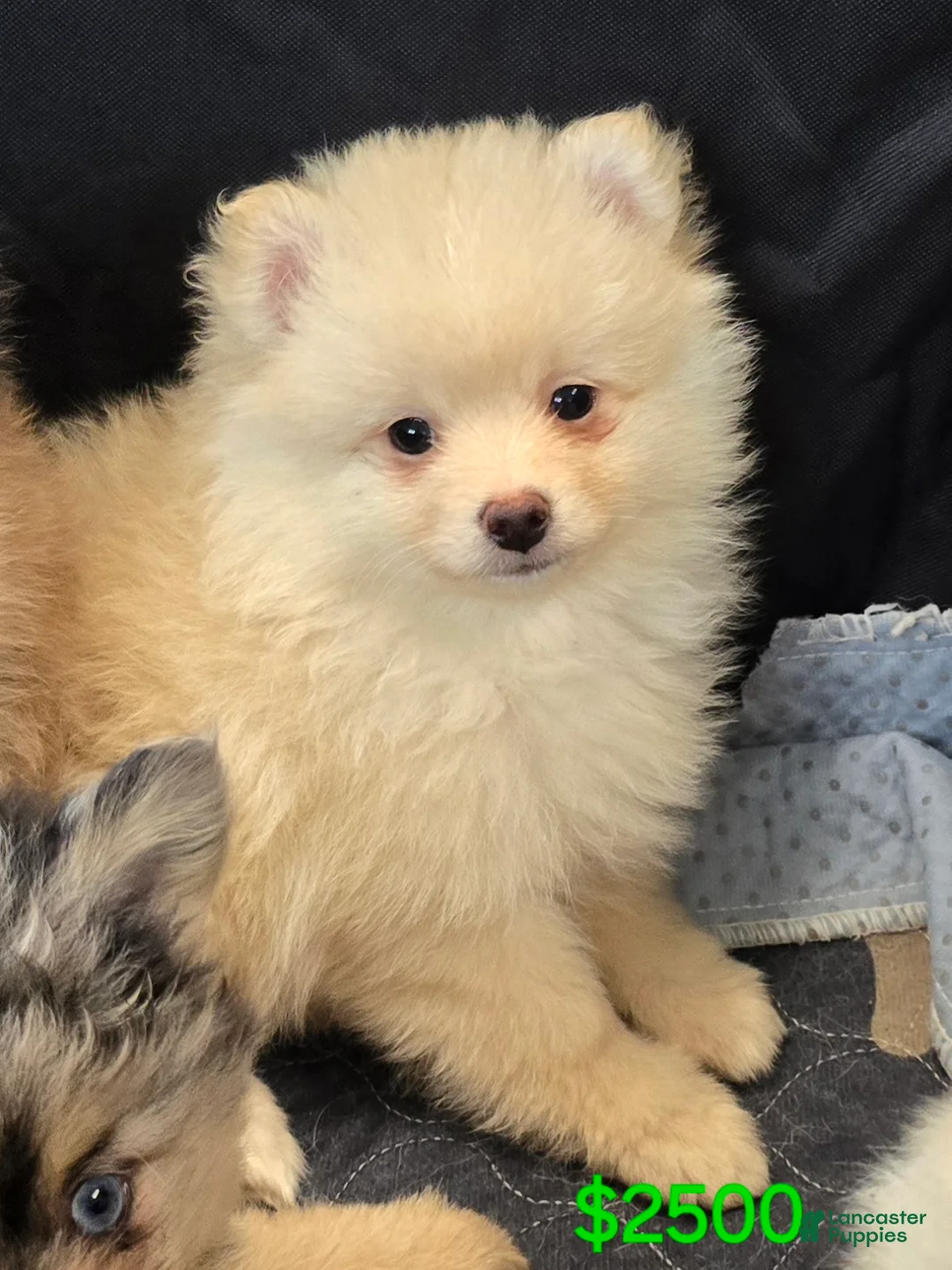 Pomsky dogs for sale: Toy cream boy - Ad 1