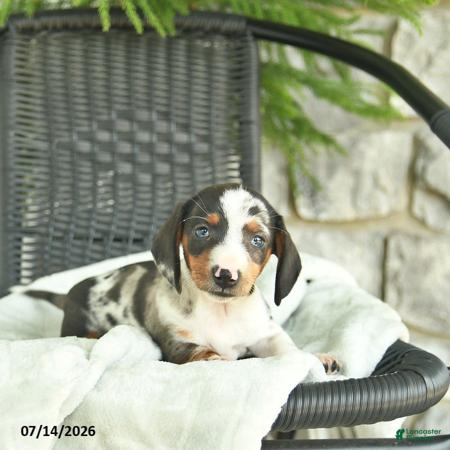 Miniature Dachshund dogs Glory  - Ad 2