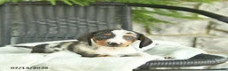 Miniature Dachshund dogs for sale: Glory  - Ad 2