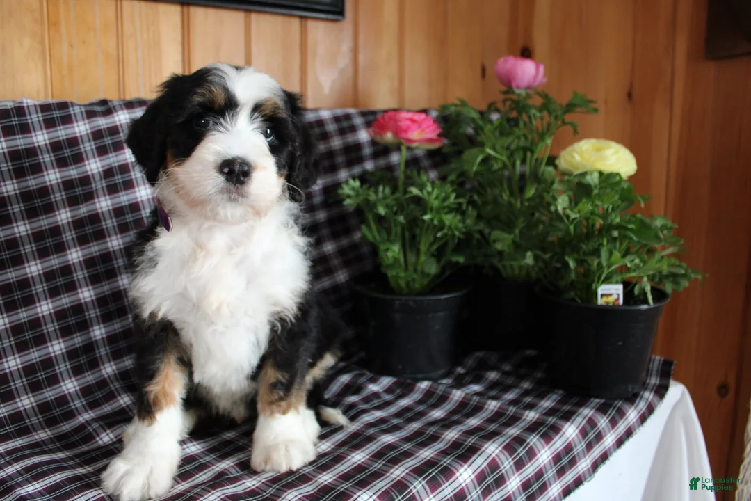 Bernedoodle dogs for sale: Captain - Ad 1