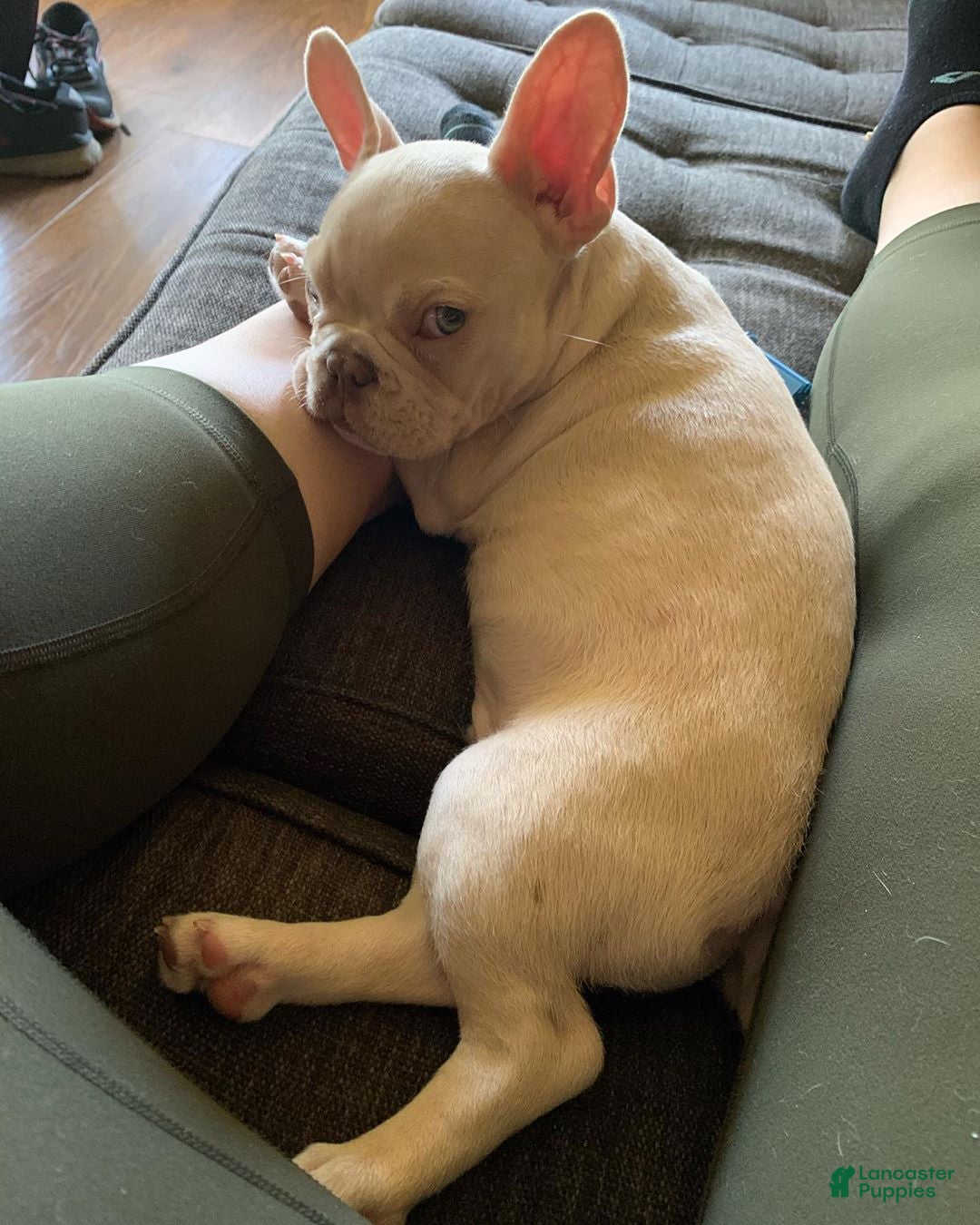 French Bulldog dogs French Bulldog Puppy 4 - Ad 33
