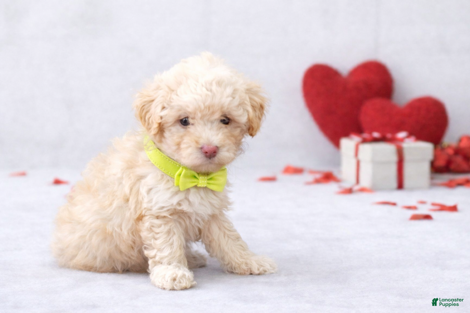 Miniature Poodle dogs 💚💚Liam 💚💚 - Ad 2