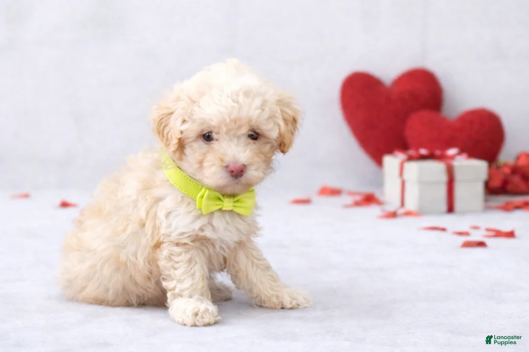 Miniature Poodle dogs for sale: 💚💚Liam 💚💚 - Ad 2