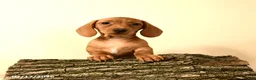 Miniature Dachshund dogs for sale: Casey - Ad 8