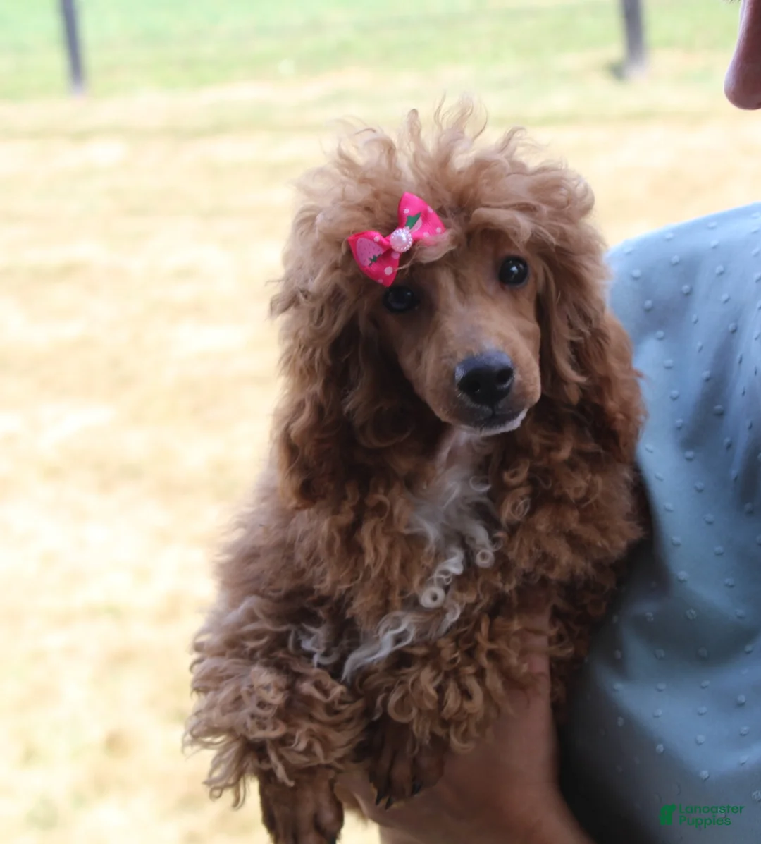 Miniature Poodle dogs for sale: Bella - Ad 1