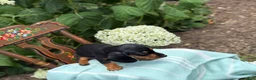 Miniature Dachshund dogs for sale: Lupine - Ad 10
