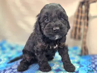 Cockapoo dogs Nova - Ad 12