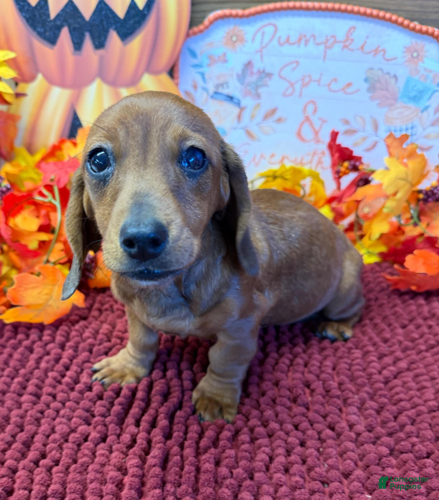 Miniature Dachshund dogs Reba - Ad 32