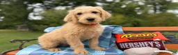 Labradoodle dogs for sale: Carol (Girl) - Ad 5