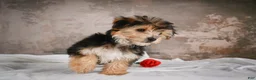 Yochon dogs for sale: ACE - Ad 5