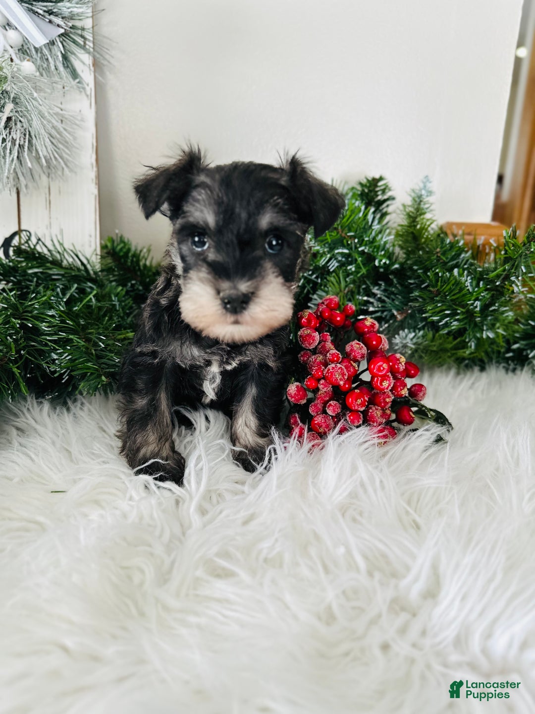 Miniature Schnauzer dogs for sale: Indy - Ad 13