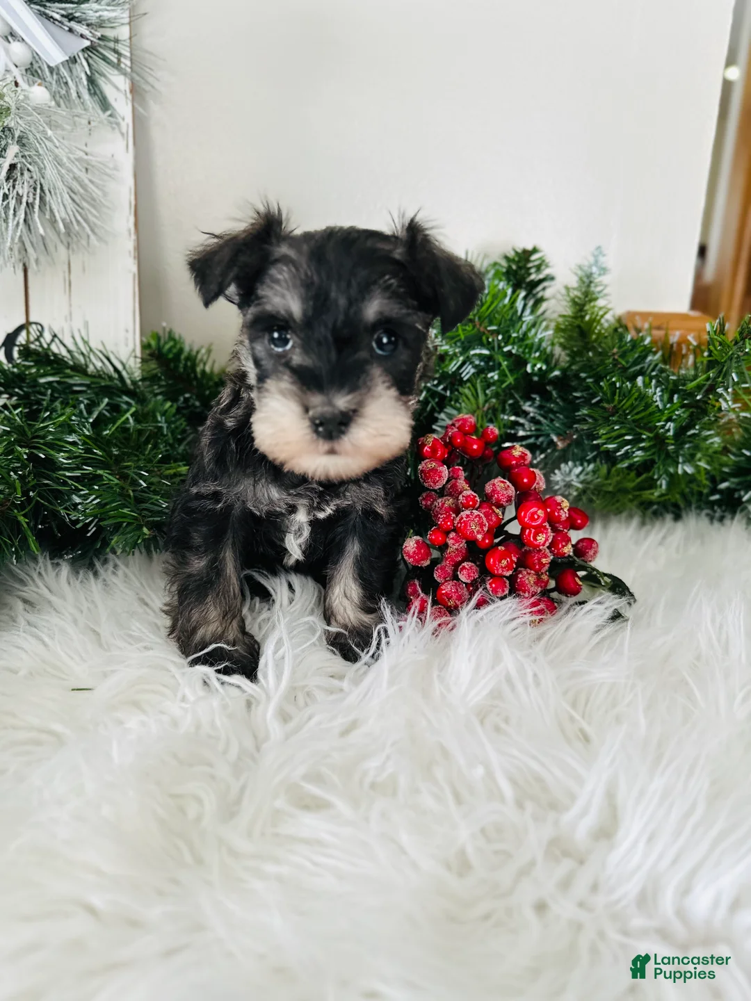 Miniature Schnauzer dogs for sale: Indy - Ad 13