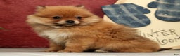 Pomeranian dogs for sale: Oscar - Ad 6