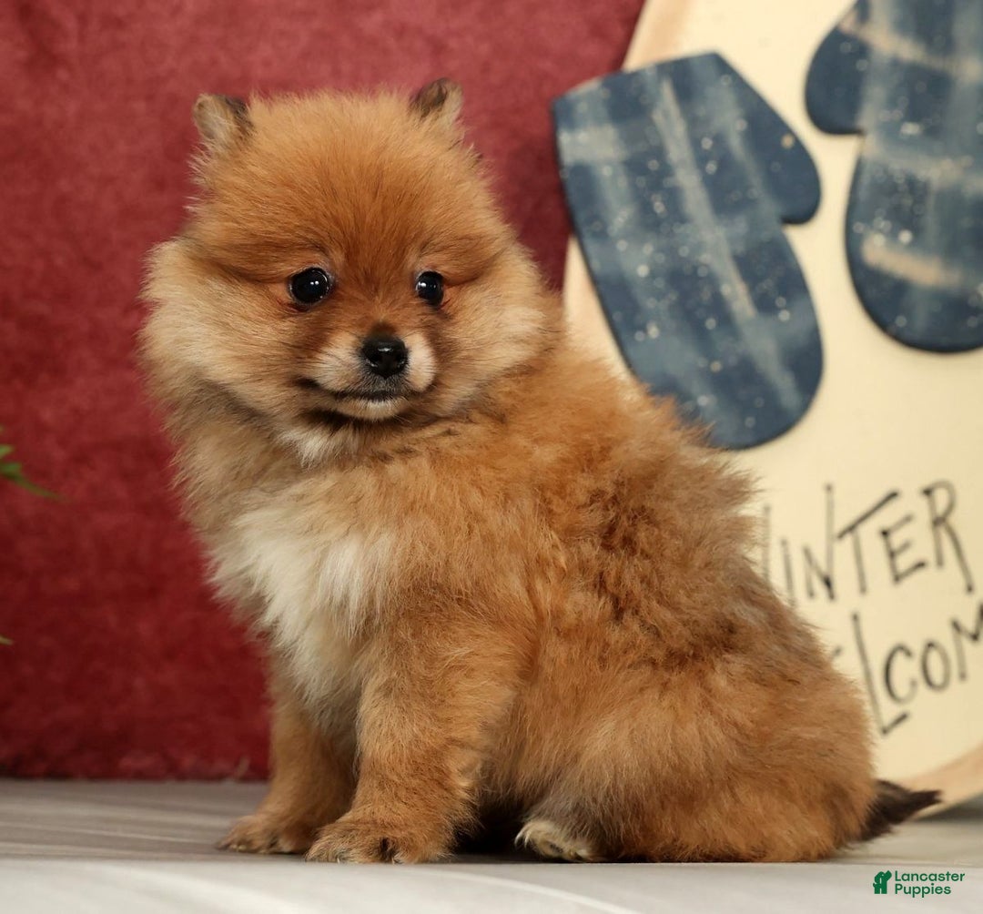 Pomeranian dogs for sale: Oscar - Ad 6