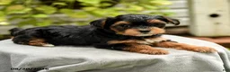 Yorkiepoo dogs for sale: Powell - Ad 3
