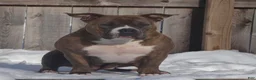 American Bully dogs for sale: Buffalo Bill - Ad 4