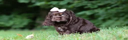 Cocker Spaniel dogs for sale: Ava - Ad 5