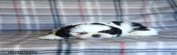 Shih Tzu dogs for sale: Spotty - Ad 3