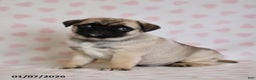 Pug dogs for sale: Buster - Ad 3