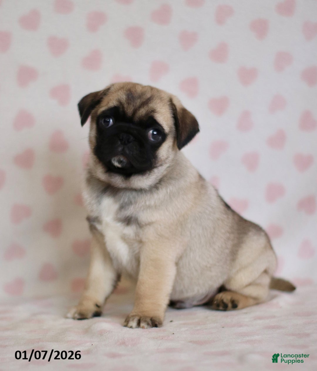 Pug dogs for sale: Buster - Ad 3