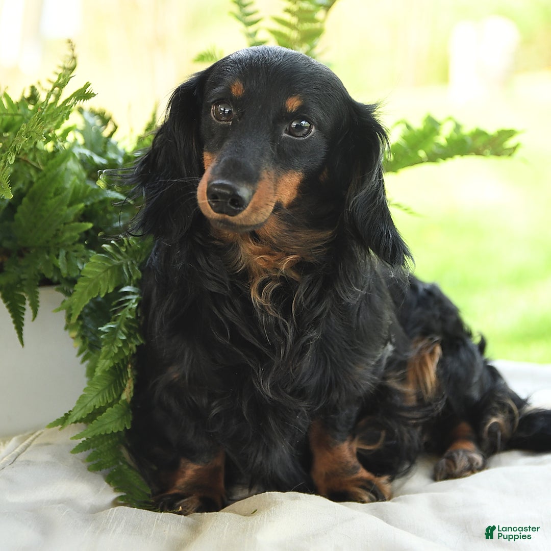 Miniature Dachshund dogs for sale: Prancer - Ad 7