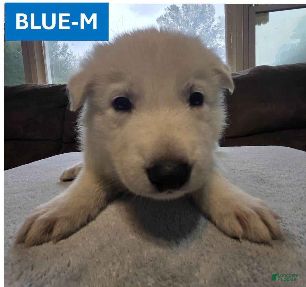 German Shepherd dogs Blue - Ad 21