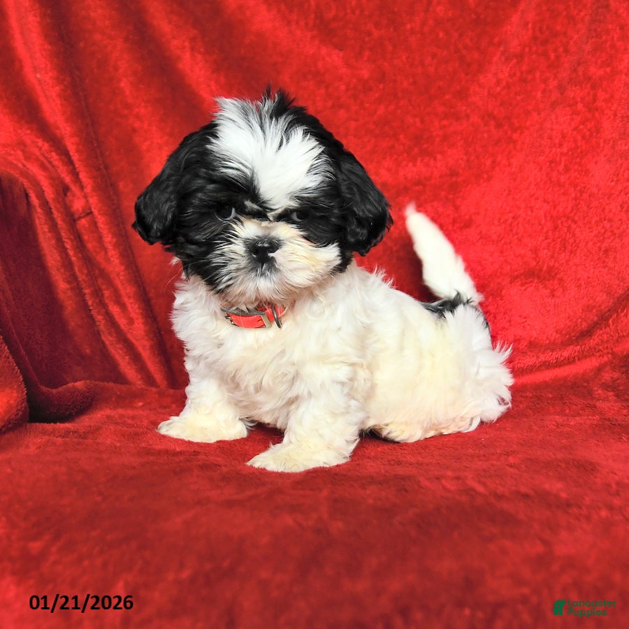 Lhasa Apso dogs Jane - Ad 1