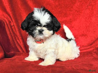 Lhasa Apso dogs Jane - Ad 1