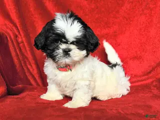 Lhasa Apso dogs Jane - Ad 6