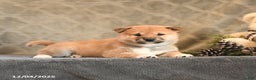 Shiba Inu dogs for sale: Torque - Ad 4