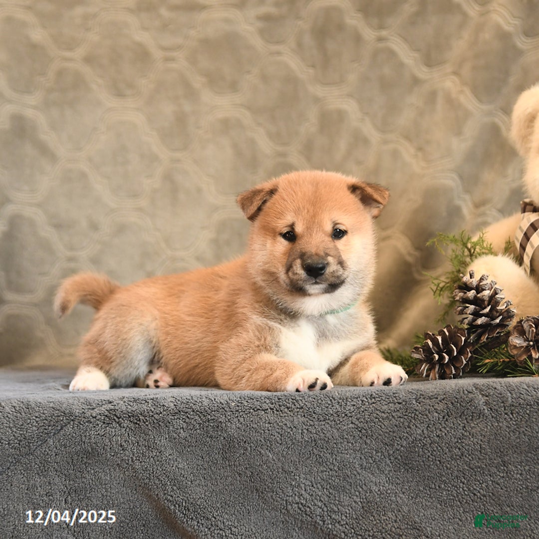 Shiba Inu dogs for sale: Torque - Ad 4