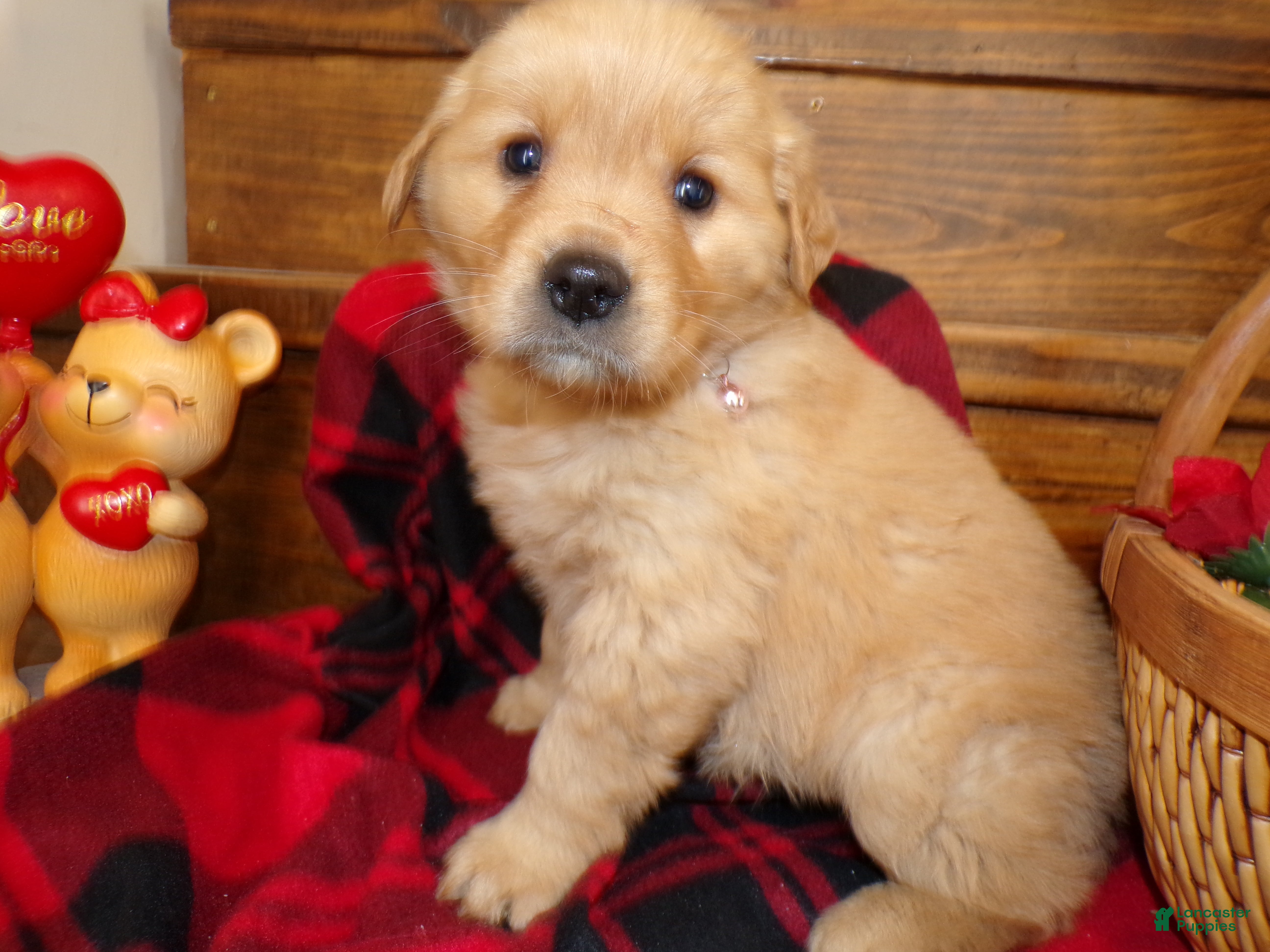 Golden Retriever dogs Golden Retriever Puppy 6 Darla - Ad 5
