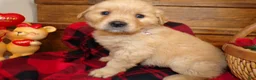 Golden Retriever dogs for sale: Golden Retriever Puppy 6 Darla - Ad 1