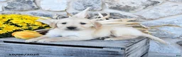 Golden Retriever dogs for sale: Dallas - Ad 2