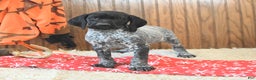 German Shorthaired Pointer dogs for sale: Dutch - Ad 2
