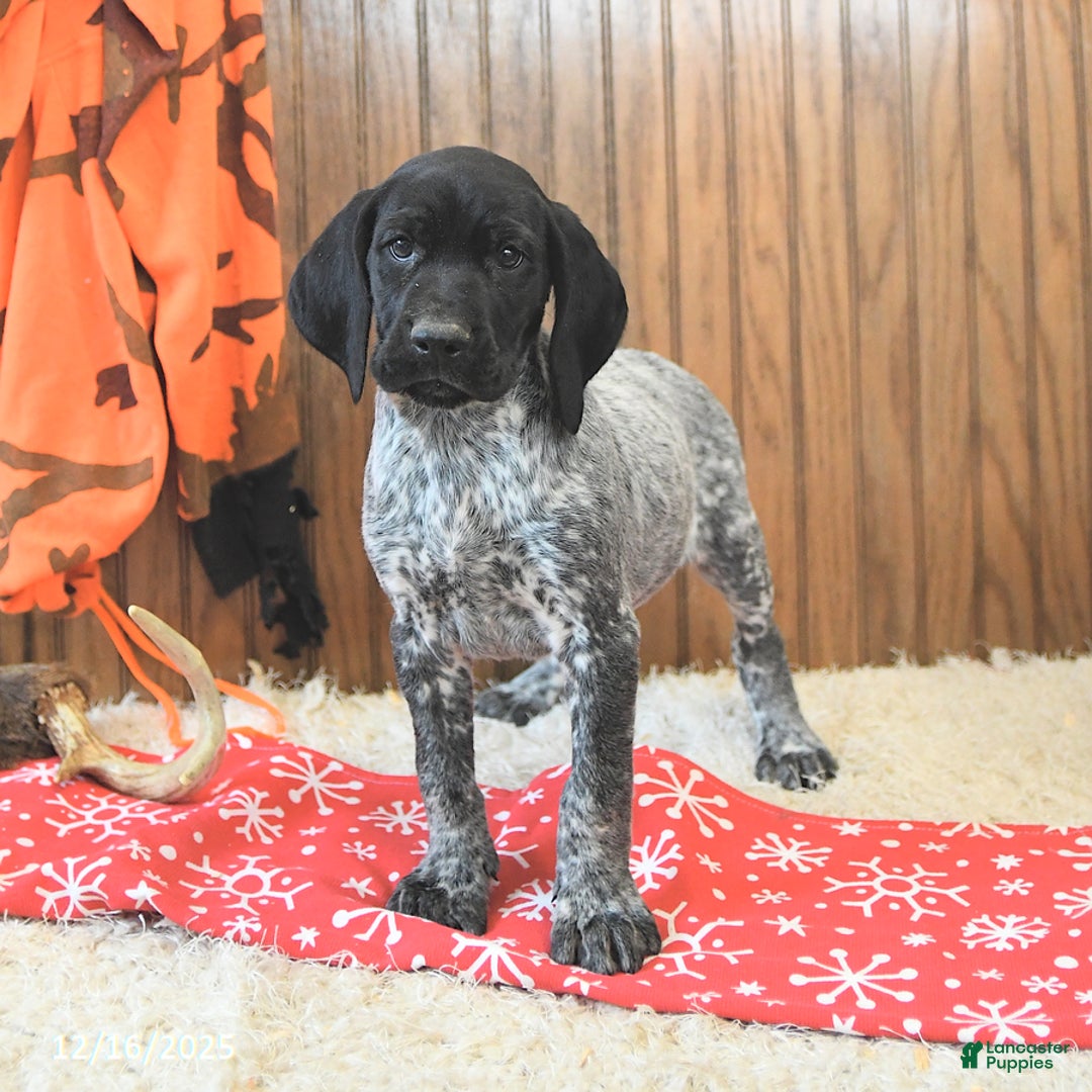 German Shorthaired Pointer dogs for sale: Dutch - Ad 2