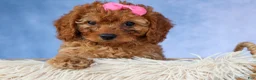 Cavapoo dogs for sale: TAMMY - Ad 6
