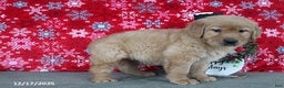 Golden Retriever dogs for sale: Blaze - Ad 2