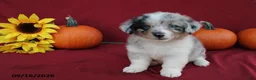 Mixed Breed dogs for sale: Astro - Ad 5