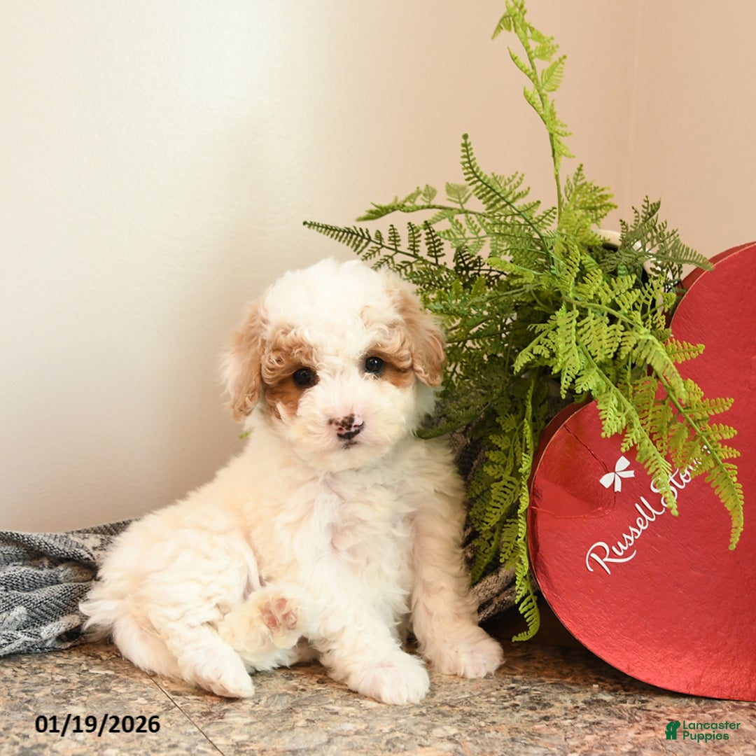 Bichpoo dogs for sale: Benedict - Ad 3