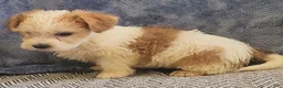 Mixed Breed dogs for sale: Rocky - Ad 8