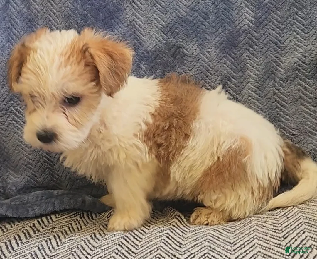 Mixed Breed dogs for sale: Rocky - Ad 8