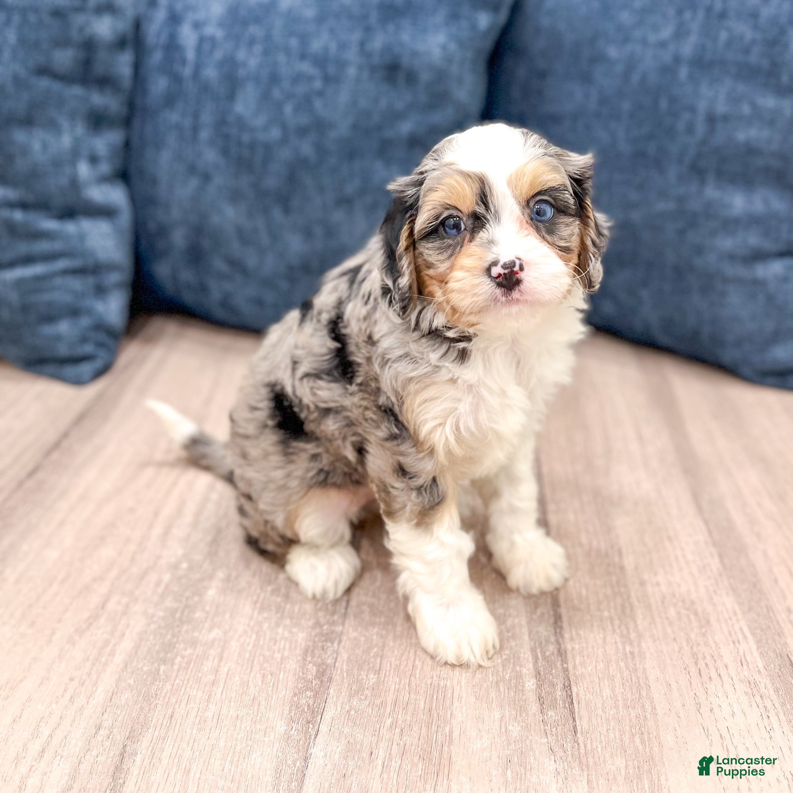 Cavapoo dogs Jenna - Ad 1