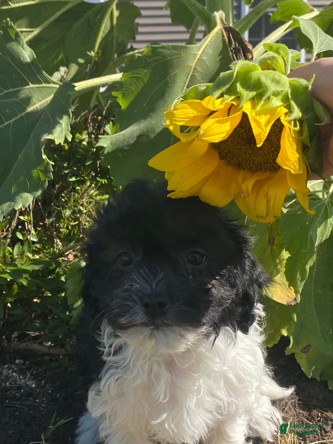 Havanese dogs for sale: Holly  - Ad 2