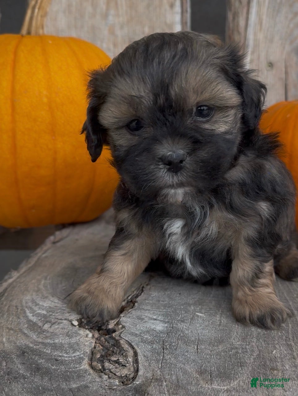 Stella (Shihpoo, Female) in Edwardsburg, MI