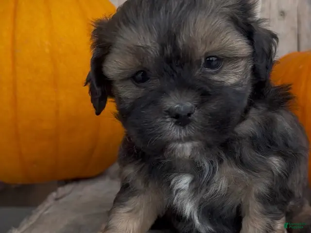 Shihpoo dogs Stella - Ad 33