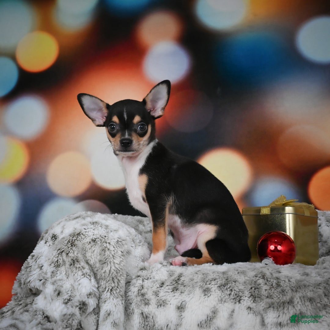 Chihuahua dogs for sale: Luca - Ad 15